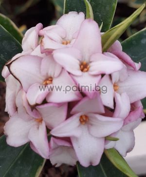 Winterblüte Daphne, Daphne  Pink fragrance '
