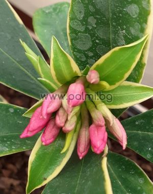 Winterblüte Daphne, Daphne  Pink fragrance '