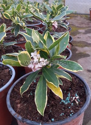 Winterblüte Daphne, Daphne  Pink fragrance '