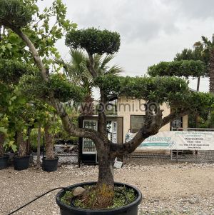 Olea europaea-Bonsai