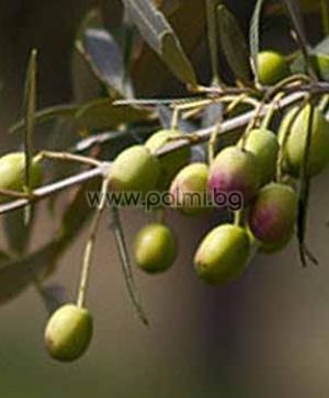 Маслина, студоустойчив сорт Лечино,Olea europaea Leccino