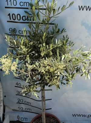 Selected coldhardy olive variety Leccino