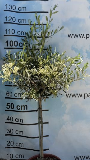 Маслина, студоустойчив сорт Лечино,Olea europaea Leccino