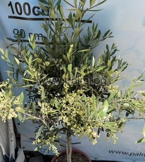Selected coldhardy olive variety Leccino