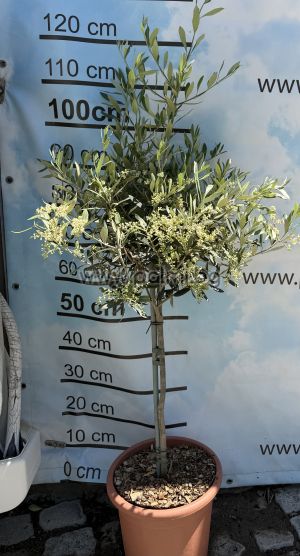 Selected coldhardy olive variety Leccino