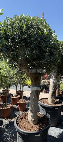 Olea europaea-Bonsai