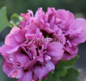  Hibiscus syriacus ‘Duc de Brabant