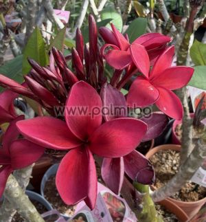 82. Frangipani Cardinal