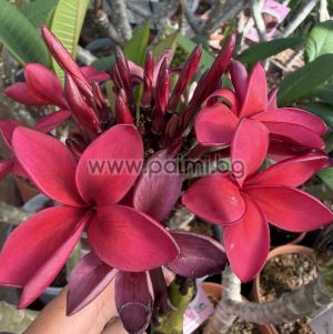 82. Frangipani Cardinal