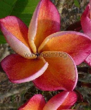 Plumeria rubra cv. Captivate, Frangipani 