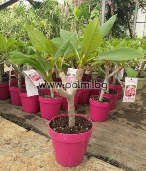82. Frangipani Captivate