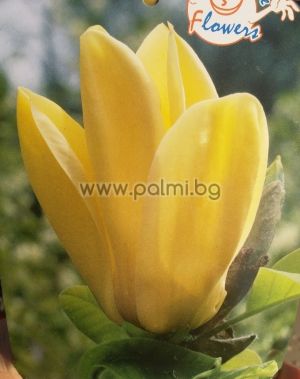 Gelbe Magnolie Yellow Bird