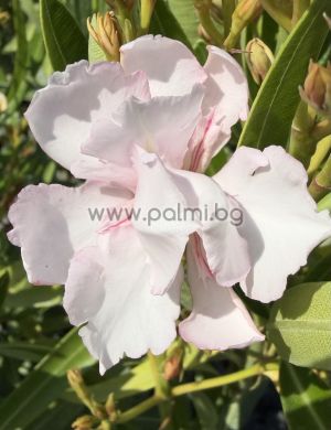 Nerium oleander 'Mandula Dupla'