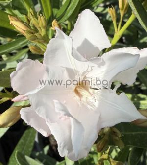 Nerium oleander-'Mandula Dupla'
