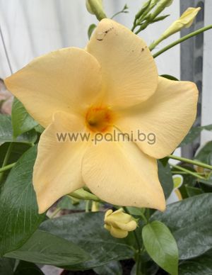Yellow Mandevilla