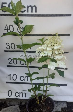  Hydrangea paniculata 'Pink Diamond' (Panicle Hydrangea)