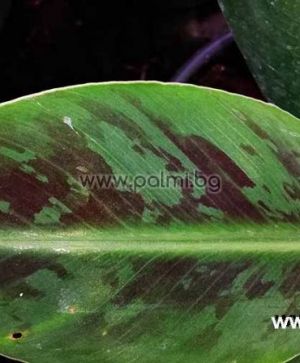 Grand Nain Cavendish Banana