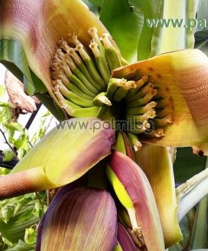Grand Nain Cavendish Banana
