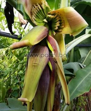 Grand Nain Cavendish Banana