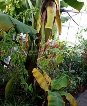 Grand Nain Cavendish Banana