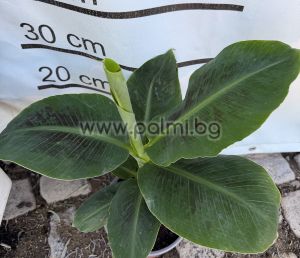 Grand Nain Cavendish Banana