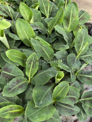 Grand Nain Cavendish Banana