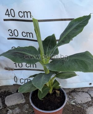 Grand Nain Cavendish Banana
