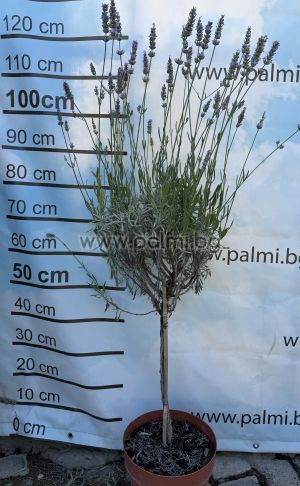 Дървовидна лилава Лавандула, Lavandula x intermedia 'Grosso'