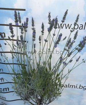 Hybrid-Lavendel, Lavandula x intermedia 'Grosso'