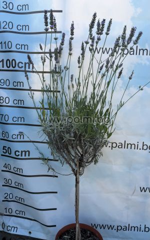 Дървовидна лилава Лавандула, Lavandula x intermedia 'Grosso'