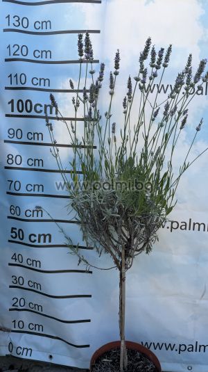 Hybrid-Lavendel, Lavandula x intermedia 'Grosso'