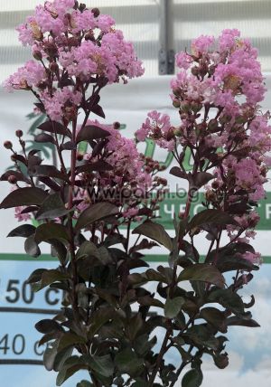 Lagerstroemia 'Rhapsody in Pink' – Standard Tree Form (1/2 Stem