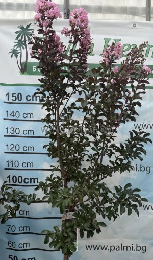Lagerstroemia 'Rhapsody in Pink' – Standard Tree Form (1/2 Stem