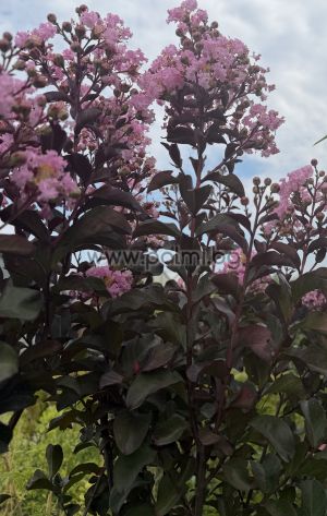 Lagerstroemia 'Rhapsody in Pink' – Standard Tree Form (1/2 Stem