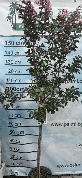Lagerstroemia 'Rhapsody in Pink' – Standard Tree Form (1/2 Stem