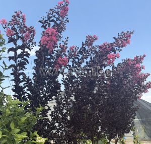 Kräuselmyrte 'Shell Pink' Black Solitaire