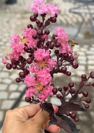 Kräuselmyrte 'Shell Pink' Black Solitaire