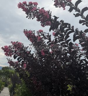 Kräuselmyrte 'Shell Pink' Black Solitaire