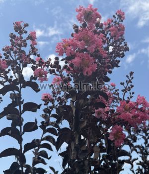 Kräuselmyrte 'Shell Pink' Black Solitaire