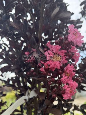 Kräuselmyrte 'Shell Pink' Black Solitaire
