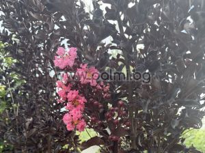 Kräuselmyrte 'Shell Pink' Black Solitaire