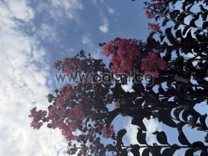 Kräuselmyrte 'Shell Pink' Black Solitaire