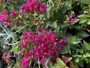 Krepp Myrte  'Berry Dazzle'Lolipop