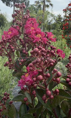 Индийски люляк, Лагерстремия 'Berry Dazzle'-Lollipop