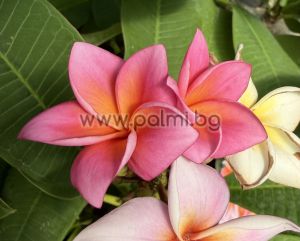  Frangipani Mistique
