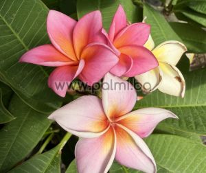  Frangipani Mistique