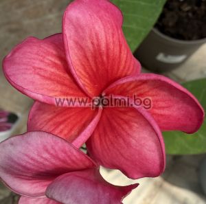 Frangipani Malika