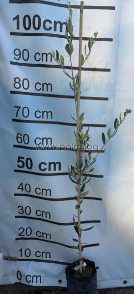 Olive variety