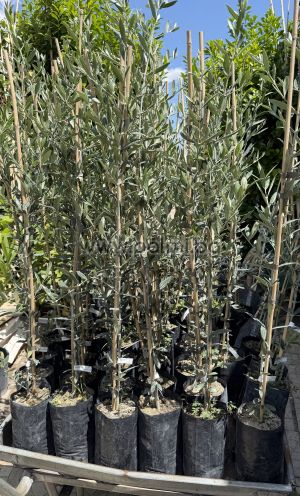 Olive variety