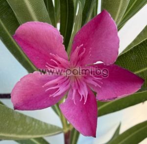 Oleander  Remény Sugar